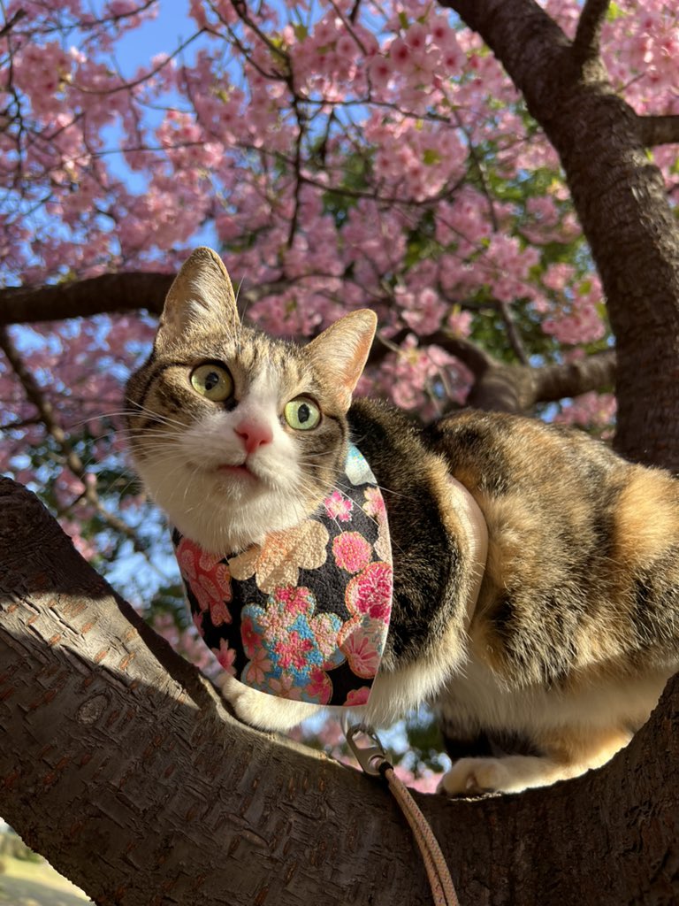 春の犬猫撮影会📸🌸 河津桜と｡❀·̩͙꙳｡ キジシロ チロル🌷🐾 ハチワレ