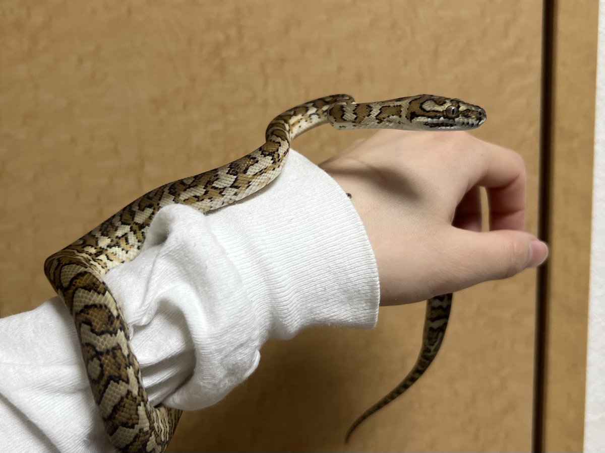 ぎん🦎 tweet media
