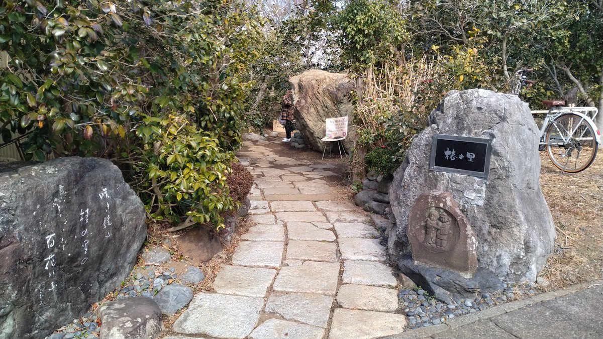 先日行った静岡市「椿の里」の写真📷 メインの椿は品種が多くて季節