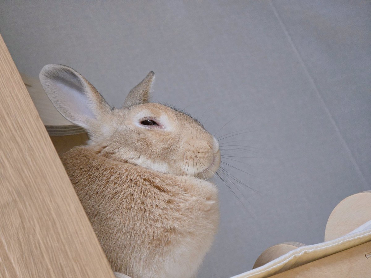 아기토끼 푸딩이 tweet media