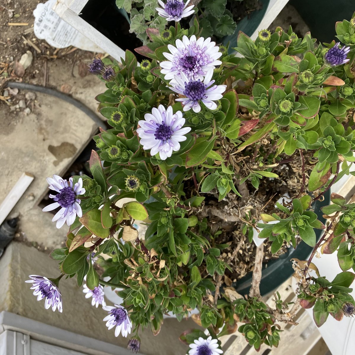 Rose poteto (@17kotapote_rose) / Posts and Replies / X