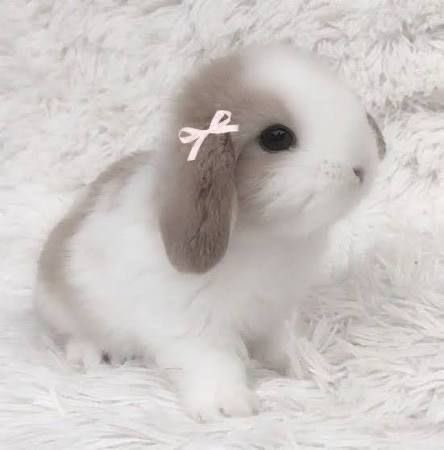 🐰 ᏣᏬͳᏋ, soft, cυ∂∂ℓу tweet media