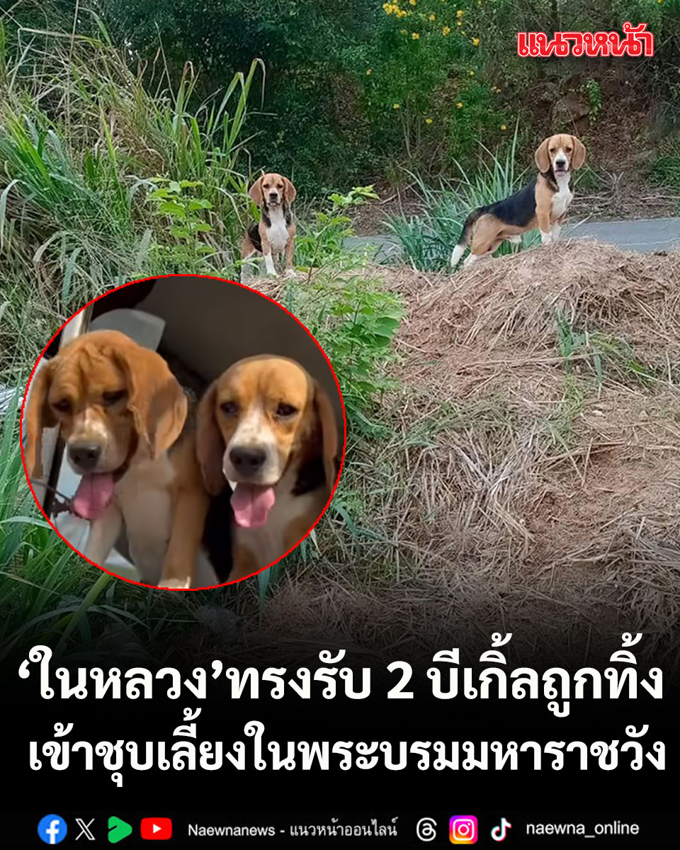 พระเมตตาแผ่ไพศาล! ในหลวง ทรงรับ 2 บีเกิ้ลถูกทิ้งสุสานร้าง เข้าชุบเลี้ยงในพระบรมมหาราชวัง

คลิกอ่านข่าว : naewna.com/likesara/950267

#ในหลวง #บีเกิ้ลถูกทิ้งสุสานร้าง #บีเกิ้ล #พระบรมมหาราชวัง