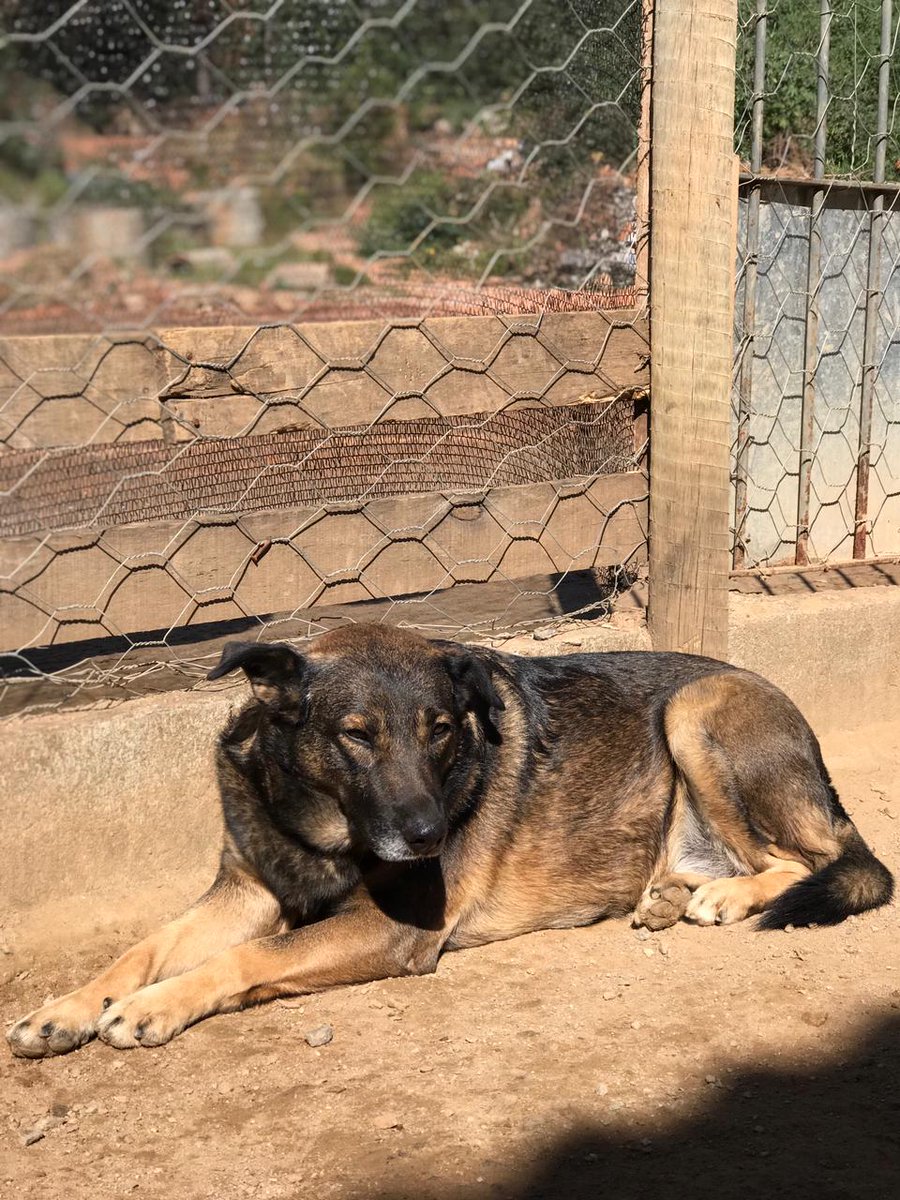 Congonhal/MG

A querida Bóba segue em busca de um lar amoroso e responsável.
É super dócil e tranquila. Tem porte médio grande, está castrada e com as vacinas em dia.

Mude a vida de um cão de abrigo. Adote!

Contato via WhatsApp (35)99193-5404