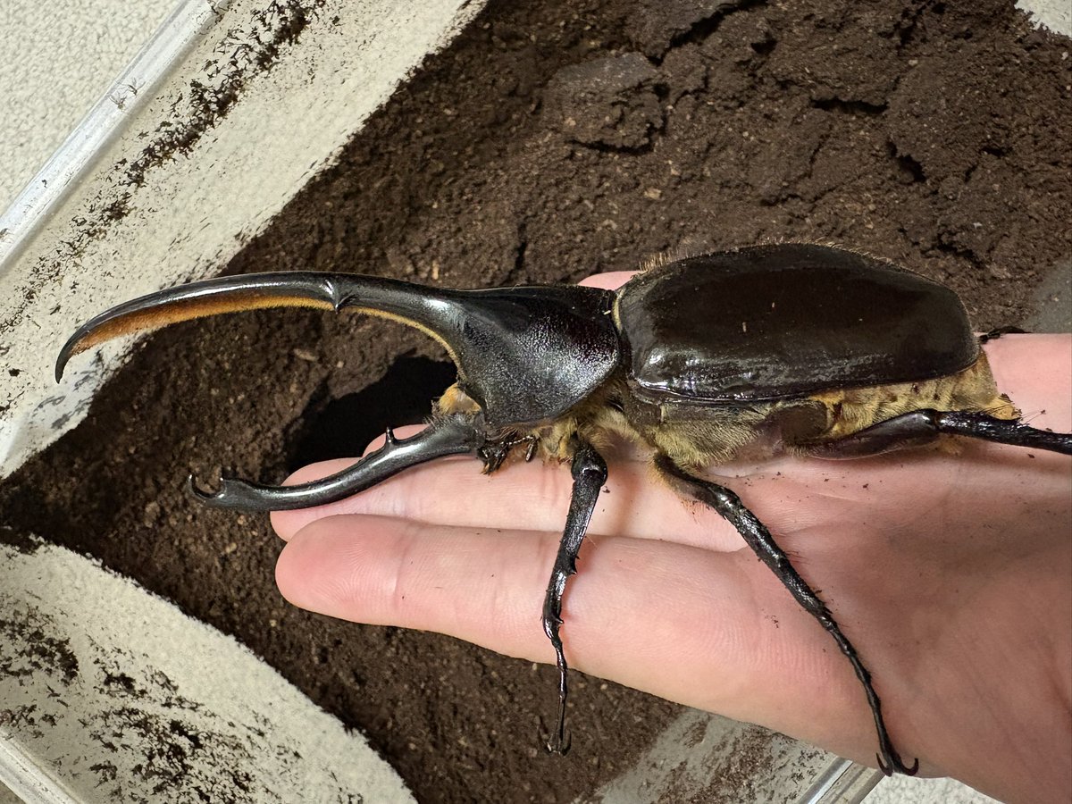 jaws_insect's tweet photo. やっと見栄えするサイズ羽化した https://t.co/V8nIVETf3E