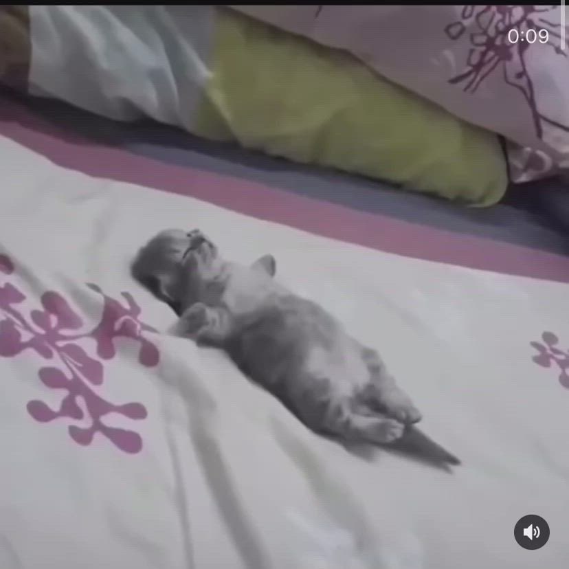 çitlembik zeyno tweet media