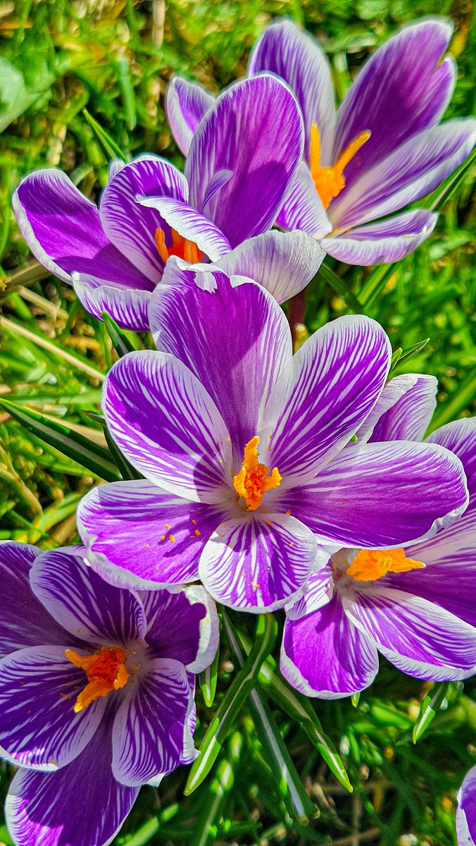 #Goedemiddag op #dag2 Van de Maart #fotochallenge #ElkeDagEenBloem door <a href="/wbos54/">Willy Bos 🦋</a> met vandaag de #Krokus