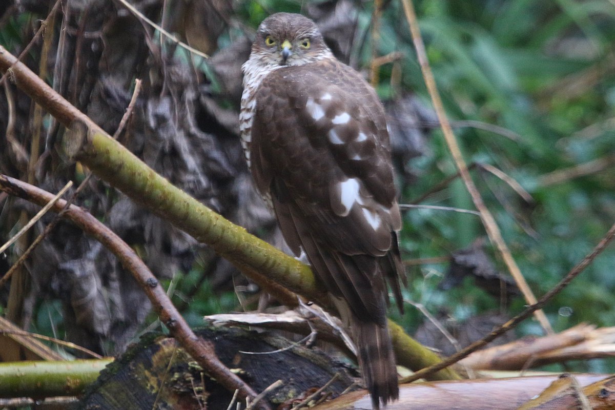 Captain Sparkle (since 2000!) tweet media