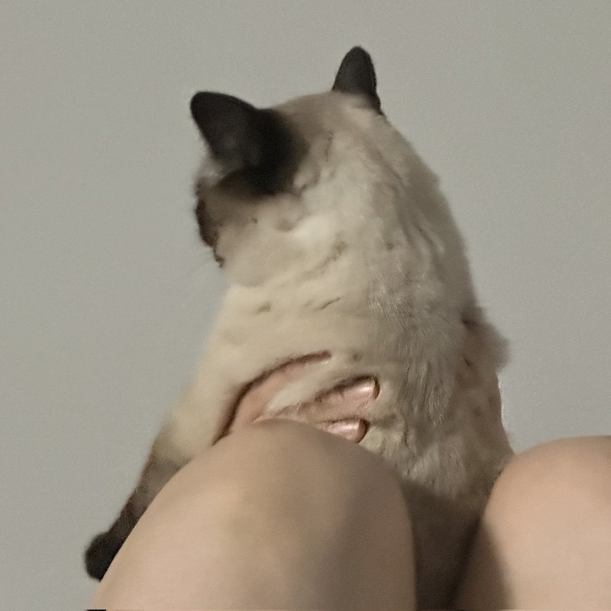 앵알이 tweet media