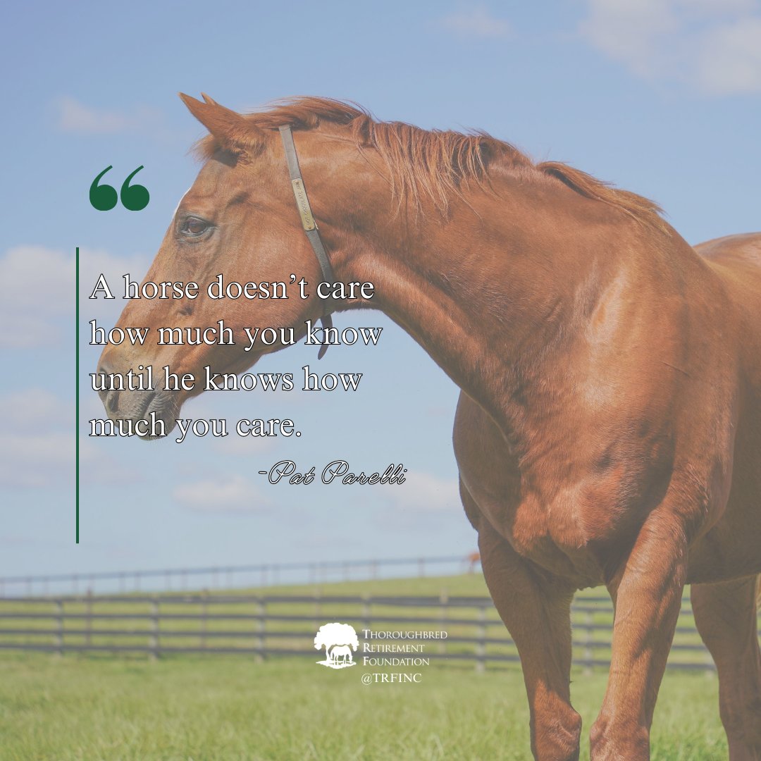 Thoroughbred Retirement Foundation (TRF) tweet media