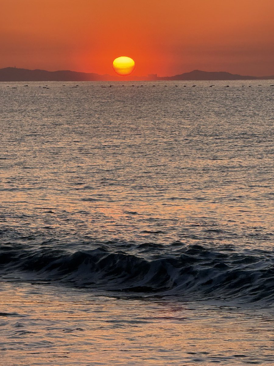 SEISYOFISHING3's tweet photo. 2026年…ようやく初釣果というか、魚の形をしたものが釣れました。キスです。10センチのピンギスでしたが、ようやく新年を迎えられました…1月1日から釣りには行ってましたが、ヤリイカやウミヘビ、アナゴしか釣れてなかったので…地元のサーフは最高ですわ！ https://t.co/tDisHtQlBL