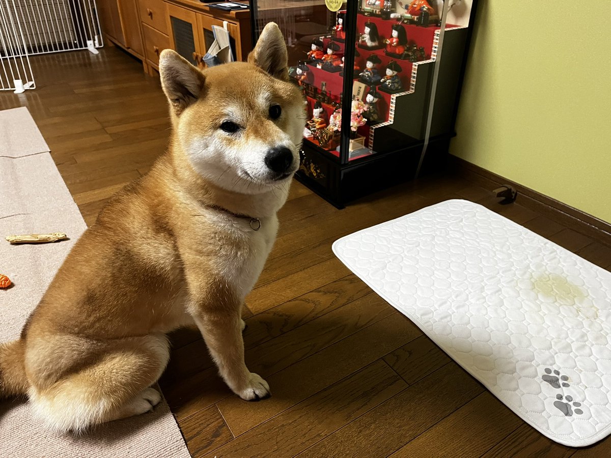 柴犬こめ1歳 (@shibainukome) / Posts / X