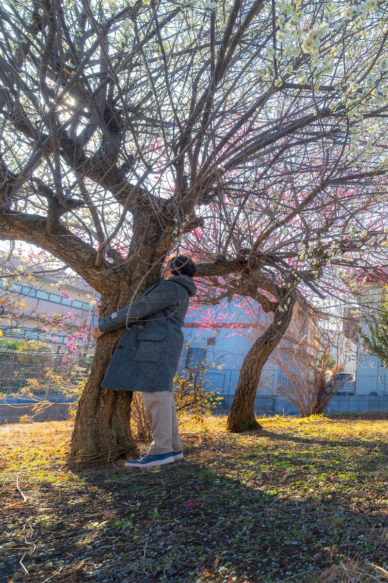 tea_cocha's tweet image. 平和な時間はただ受け止めること。とどいた春はめずらしい紅白の梅が揃い咲く

花の家に居た
COTAのサイトを更新
cota.jp/now/67398 快晴