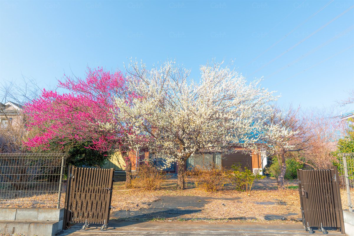 tea_cocha's tweet image. 平和な時間はただ受け止めること。とどいた春はめずらしい紅白の梅が揃い咲く

花の家に居た
COTAのサイトを更新
cota.jp/now/67398 快晴