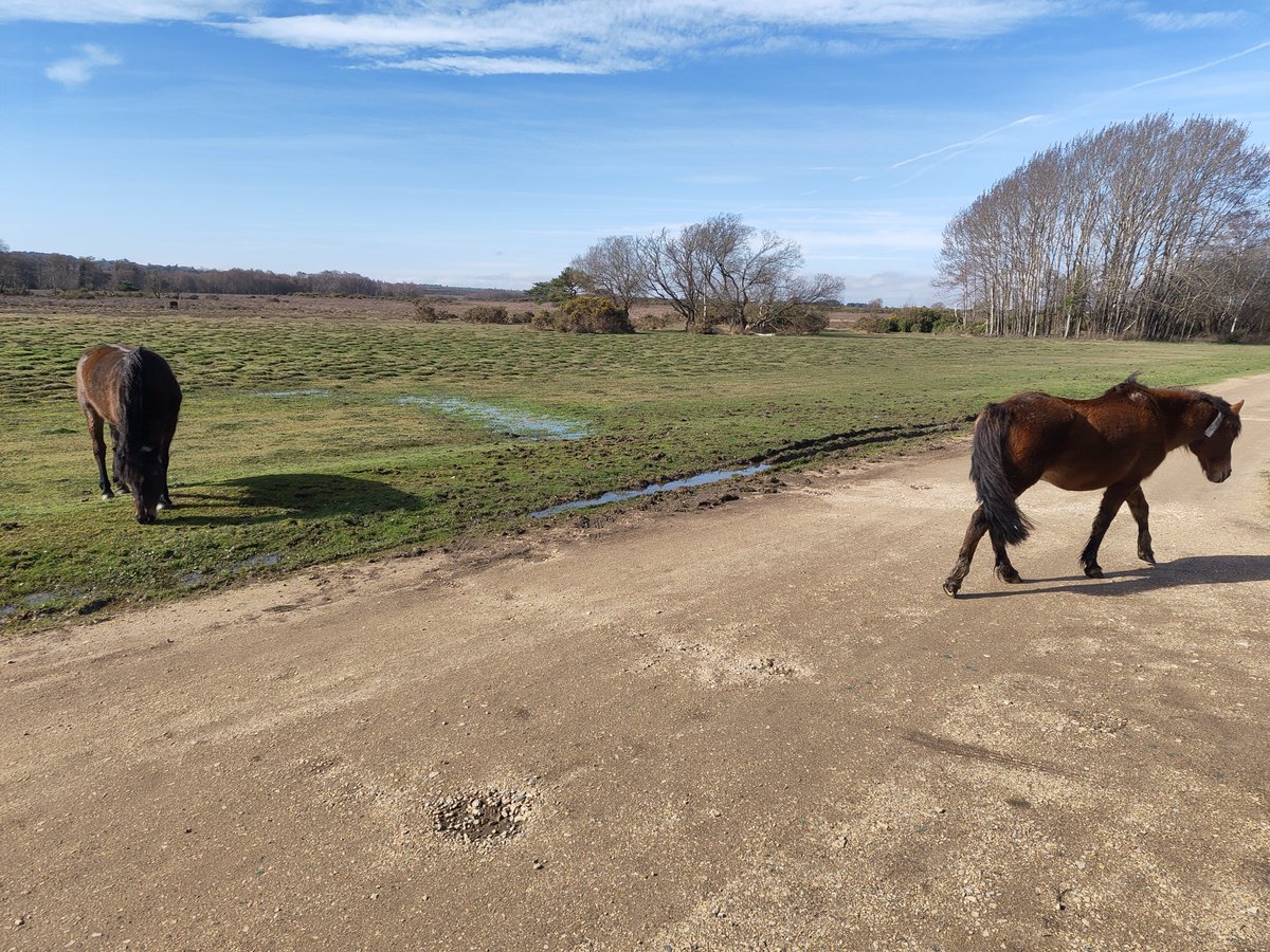 Joshimuz tweet media