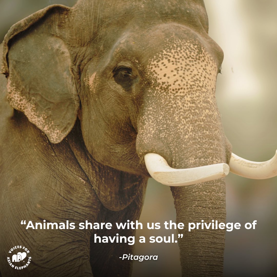 Voices for Asian Elephants (VFAE) 🐘 tweet media