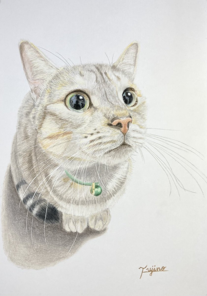 瞳の中まで良く見てほしいです✨️ #猫を描くと幸せになる #色鉛筆画