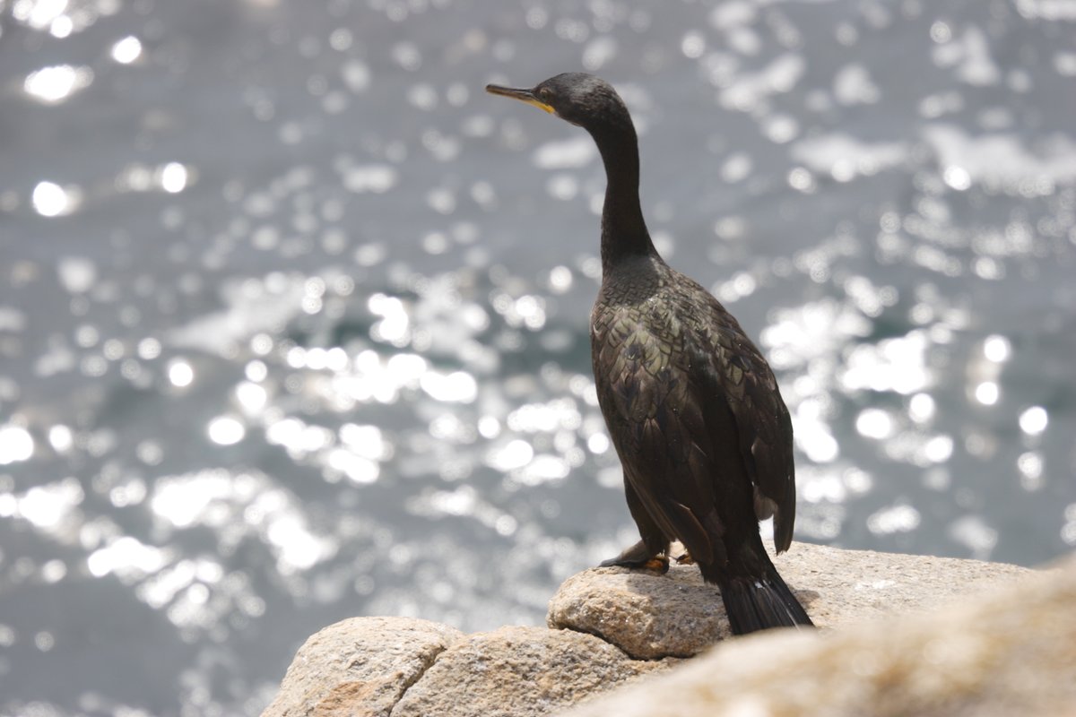 Turismo de Vigo tweet media