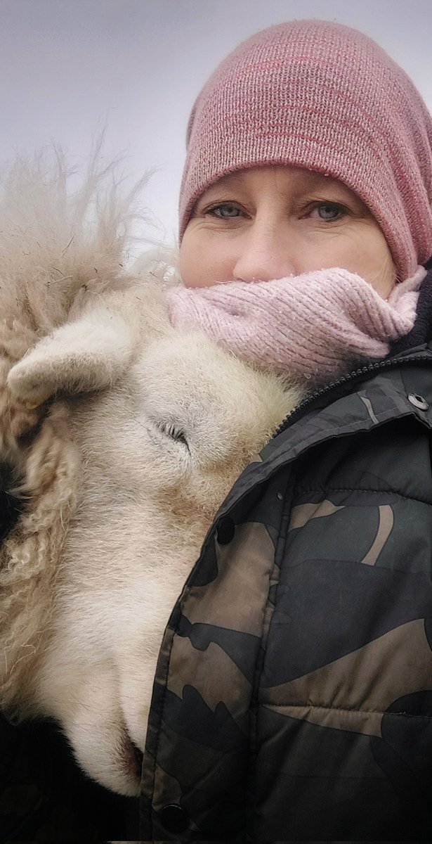 Herdwicks of Highfields Farm tweet media