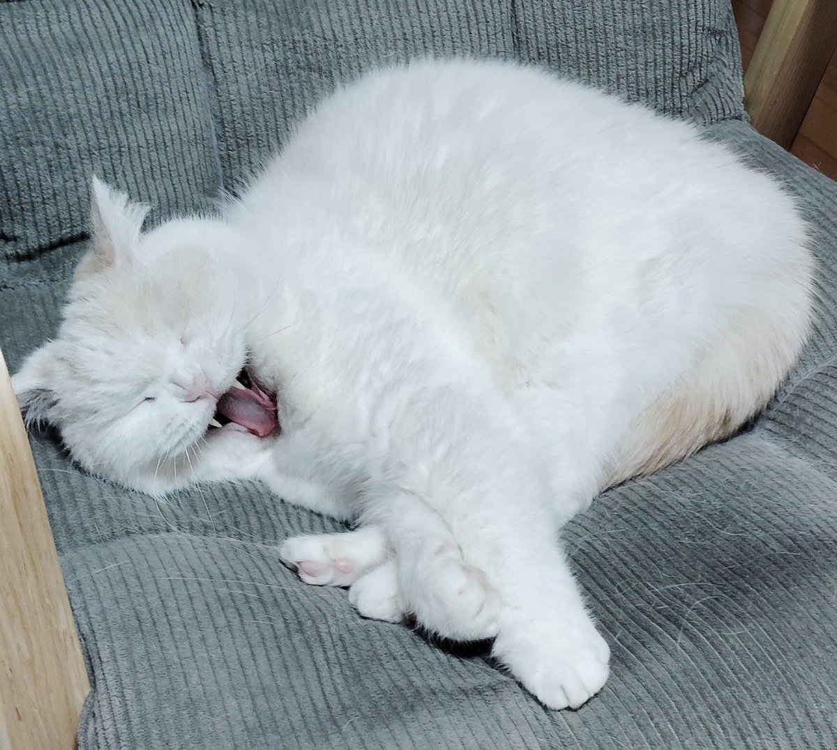 福ちゃん (@fukuchanwhite) / Posts / X