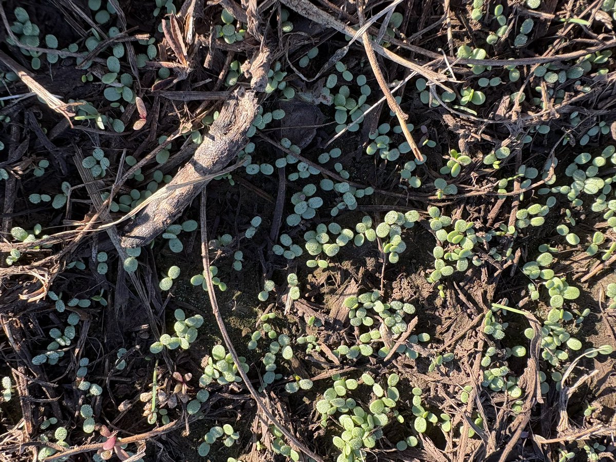 Pasture Genetics tweet media