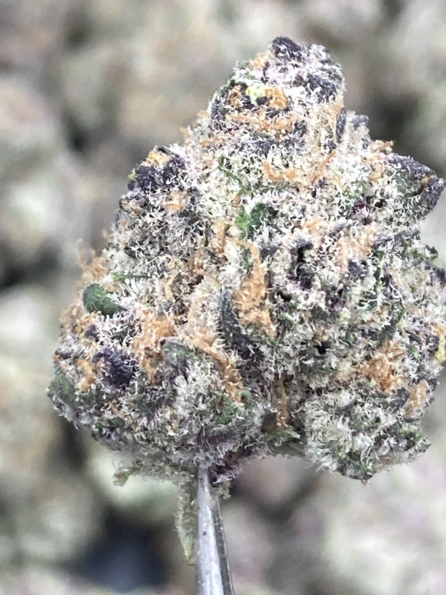 HBud555991's tweet photo. 🔥Pure Fire🔥
Indica 60% Sativa 40%
THC ≈ 28%
Flavors : ⛽ Gas · 🌶️ Spicy · 🌿 Herbal · 🌱 Earthy
Contact Line➡️ https://t.co/eW6KRyECbA
#กัญชา #weed #กัญชากรุงเทพ #OG #สายเขียว #cannabis #กัญชาส่งGrab https://t.co/b8tparh7Qa
