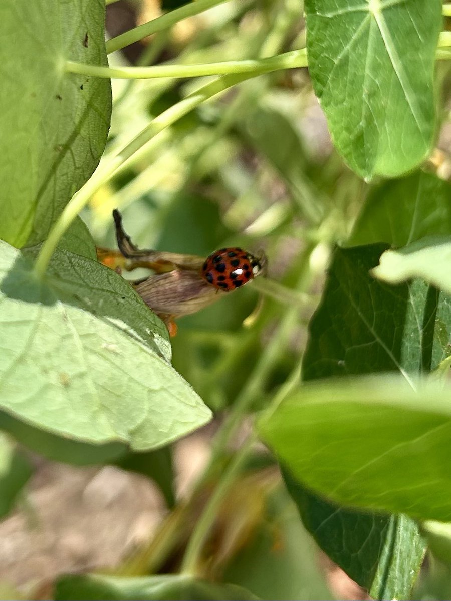 ilenagm's tweet image. My poor #Nasturtium hanging basket has a bad case of aphids 😩but then I spotted a #Ladybug 🐞in #MyGarden and quickly scooped her up and deployed her to the problem area 🙌 thank you #Nature 😃

#Flowers #Gardening #Plants #GYO #GulfOfMexico #FlowerReport #Spring