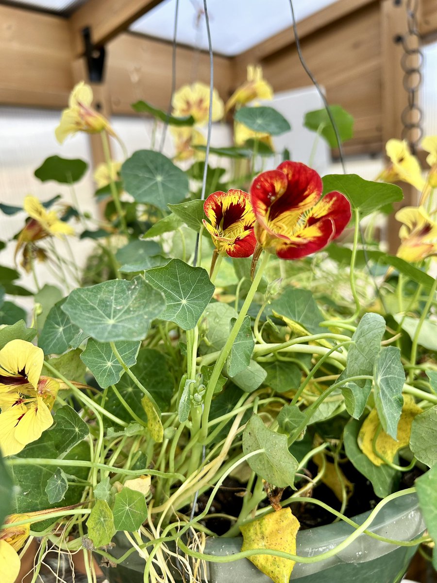 ilenagm's tweet image. My poor #Nasturtium hanging basket has a bad case of aphids 😩but then I spotted a #Ladybug 🐞in #MyGarden and quickly scooped her up and deployed her to the problem area 🙌 thank you #Nature 😃

#Flowers #Gardening #Plants #GYO #GulfOfMexico #FlowerReport #Spring