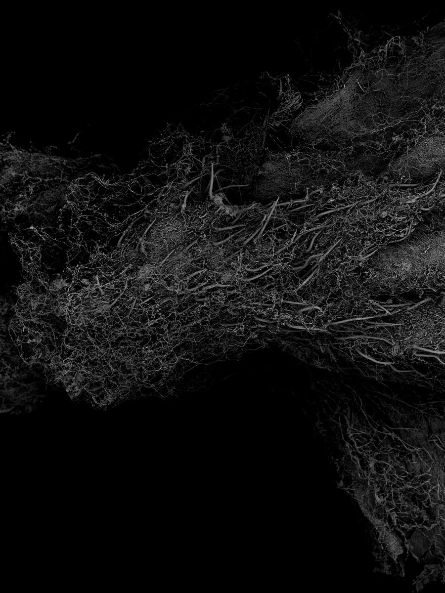 kikoh_matsuura's tweet photo. 'Withered Plant'
Scanning Electron Microscope
No.759
Image width: 2.26mm
Archived DOI: 10.5281/zenodo.18627261
#kikohmatsuura
#witheredplant
#scanningelectronmicroscopy
#sciart https://t.co/kD2KHoCdNg