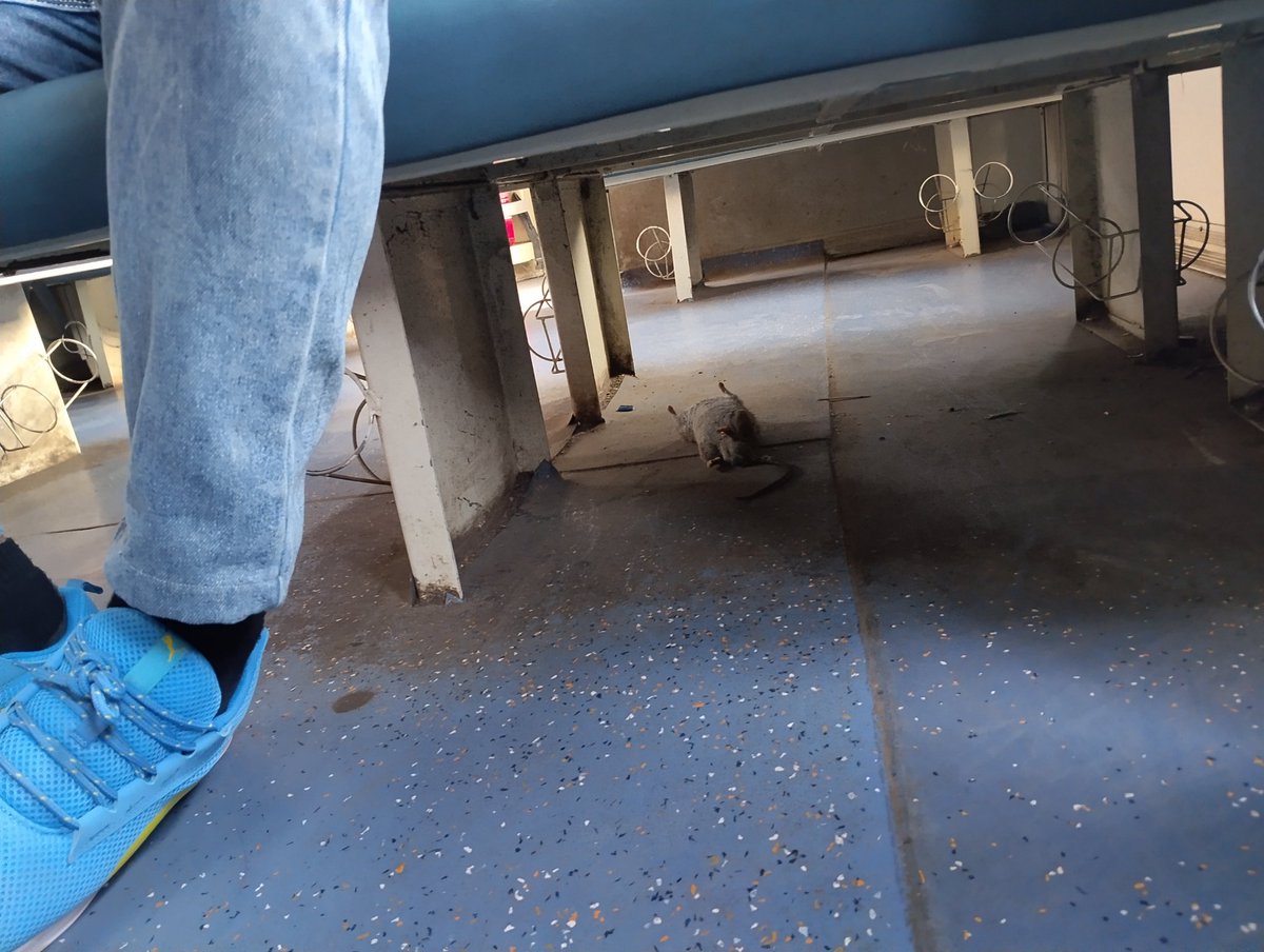 PNR 8933510507 coach D7 फायइंग रानी  रेट मरा हुआ  पड़ा है सीट १८ के नीचे। साफ सफाई करवाये। <a href="/drmmumbaicr/">DRM Mumbai CR</a> <a href="/WesternRly/">Western Railway</a>