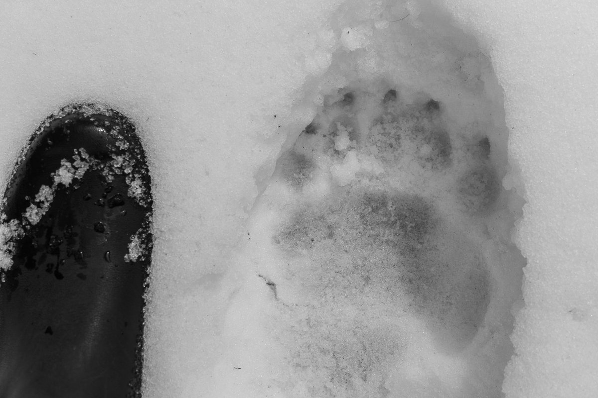 p_aulwhite's tweet image. Good size Eurasian brown bear (front paw) track in snow. Nail indentations can be seen in front of the toes. #trackandsign #Transylvania #tracking