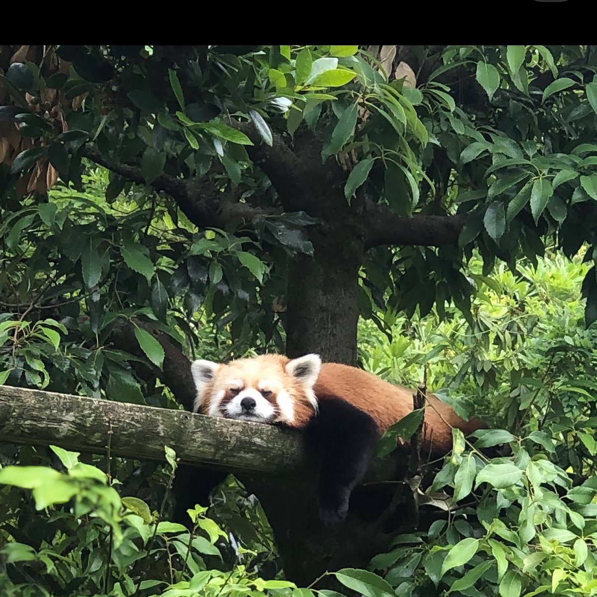 レッサーパンダ