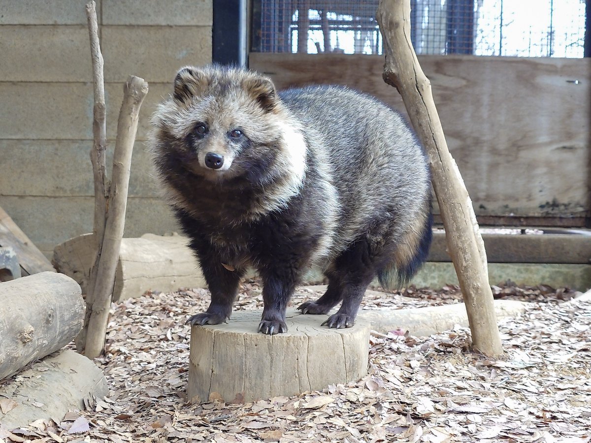 今日のタヌキさん@夢見ヶ崎 ザ・タヌキ:-) (2026/03/02) #夢見ヶ崎動物