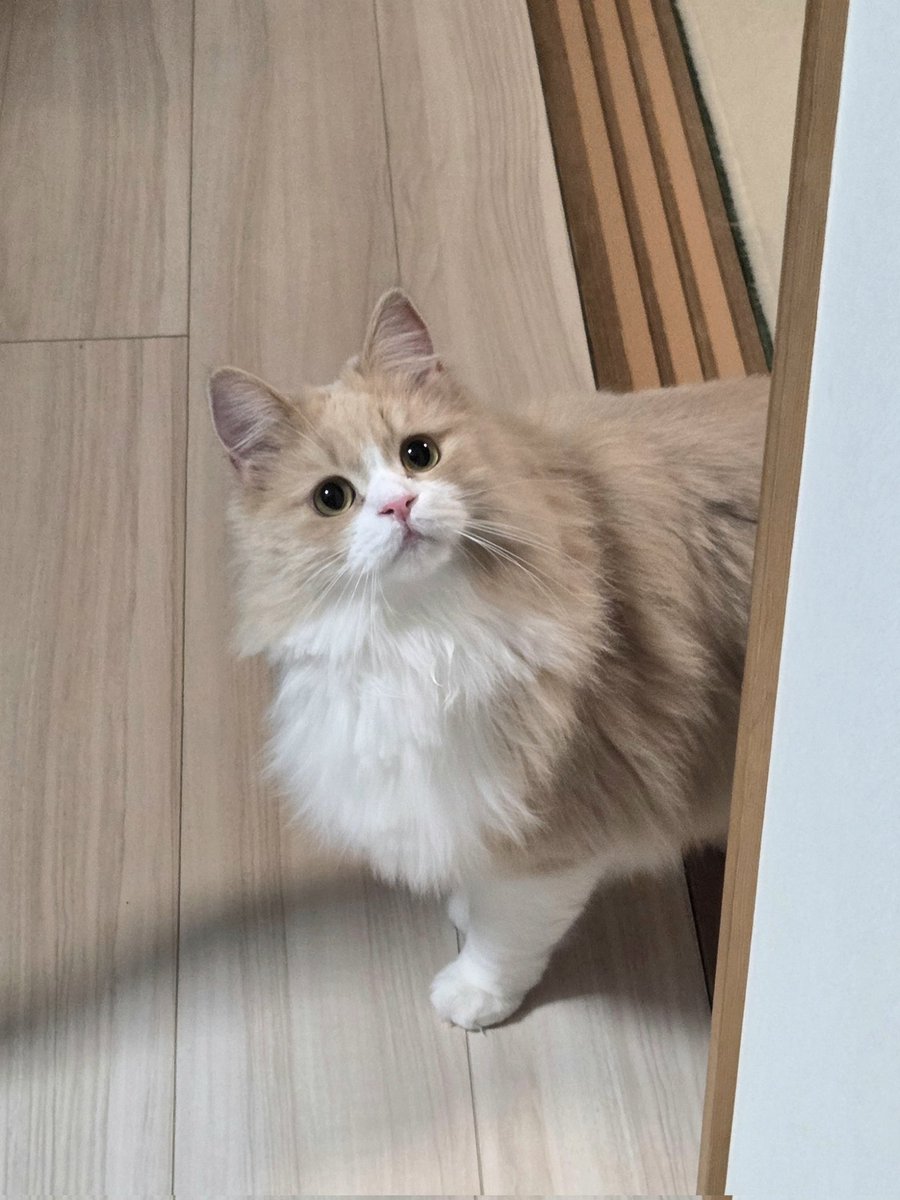 マシュ🐱🐾鼻たれノルジャン tweet media