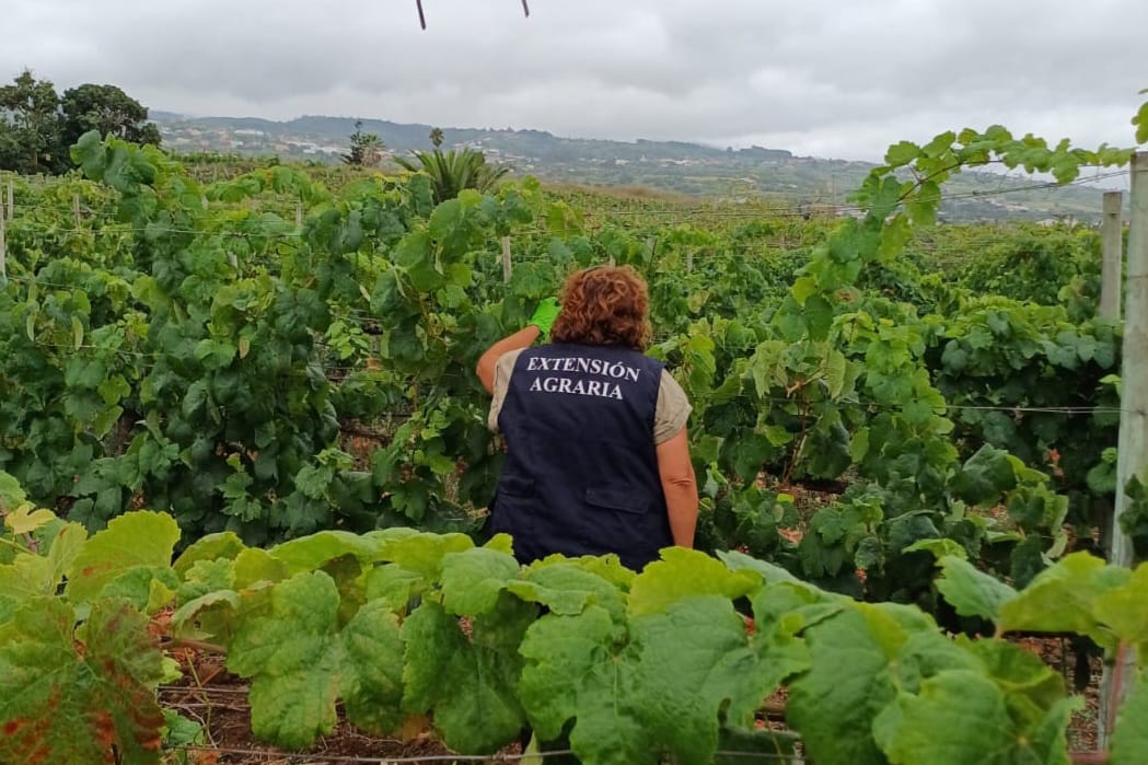 CabildoTenerife's tweet image. 🍇 #SECTORPRIMARIO 𝗘𝗹 𝗖𝗮𝗯𝗶𝗹𝗱𝗼 𝗱𝗲 𝗧𝗲𝗻𝗲𝗿𝗶𝗳𝗲 𝗳𝗮𝗰𝗶𝗹𝗶𝘁𝗮 𝗹𝗮 𝗲𝗷𝗲𝗰𝘂𝗰𝗶𝗼́𝗻 𝗱𝗲 𝗺𝗲𝗱𝗶𝗱𝗮𝘀 𝗽𝗮𝗿𝗮 𝗰𝗼𝗻𝘁𝗿𝗼𝗹𝗮𝗿 𝗹𝗮 𝗳𝗶𝗹𝗼𝘅𝗲𝗿𝗮.

🗣️ El consejero de @SectorPrimario, @ValentinTF23,  ha informado del establecimiento de un protocolo para