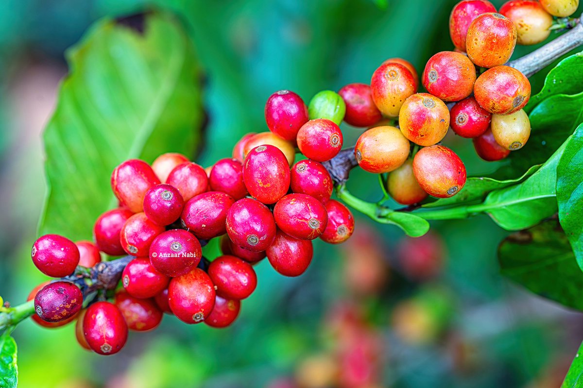 Anzaar Nabi tweet media