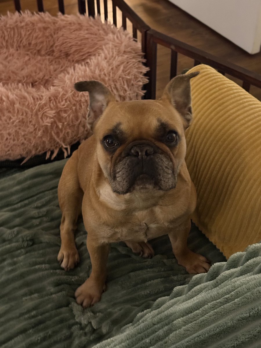 GabrieleLecceIT's tweet photo. My best friend, little angel, and soulmate is currently under surgery for a mast cell tumour removal. I’m so beyond worried. She’ll have a full ultrasound performed and biopsies of the tumour and near lymph nodes. Send positive vibes to this wonderful creature please 😔 https://t.co/4MLojuOelr