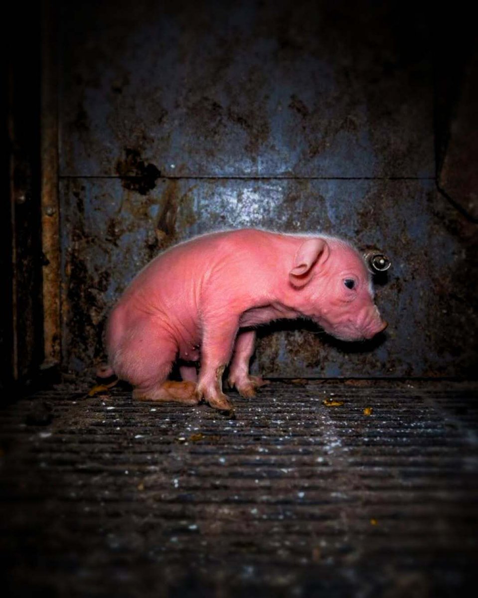 Loneliness and fear. It's all animals on factory farms know. 🐷💔
