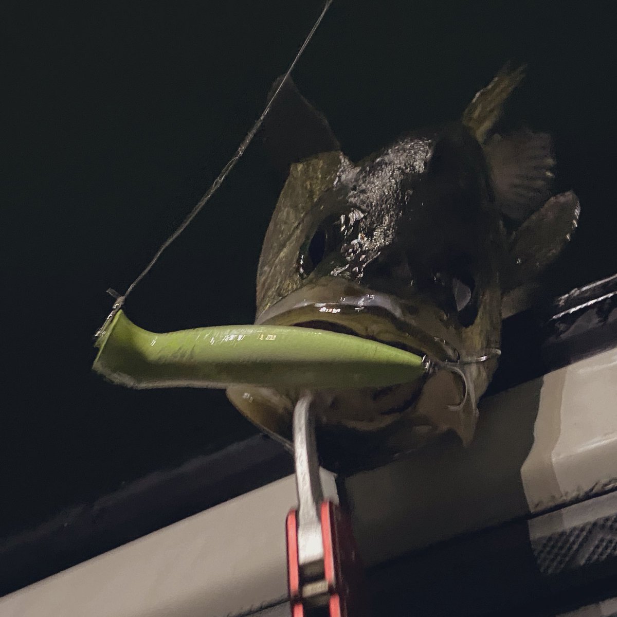 sugistar's tweet image. 昨夜は世良キャプテンのGLORYへ。不安をよそに最初のポイントからバクバク。船中200本overは出来過ぎの釣果！ ちな、メトムやばいです。10連続キャッチしてました（10以上は数えなかった。キャプテンありがとうございました。
#GLORY 
#メトムやばい 
#世良勇樹 
#ダイワ