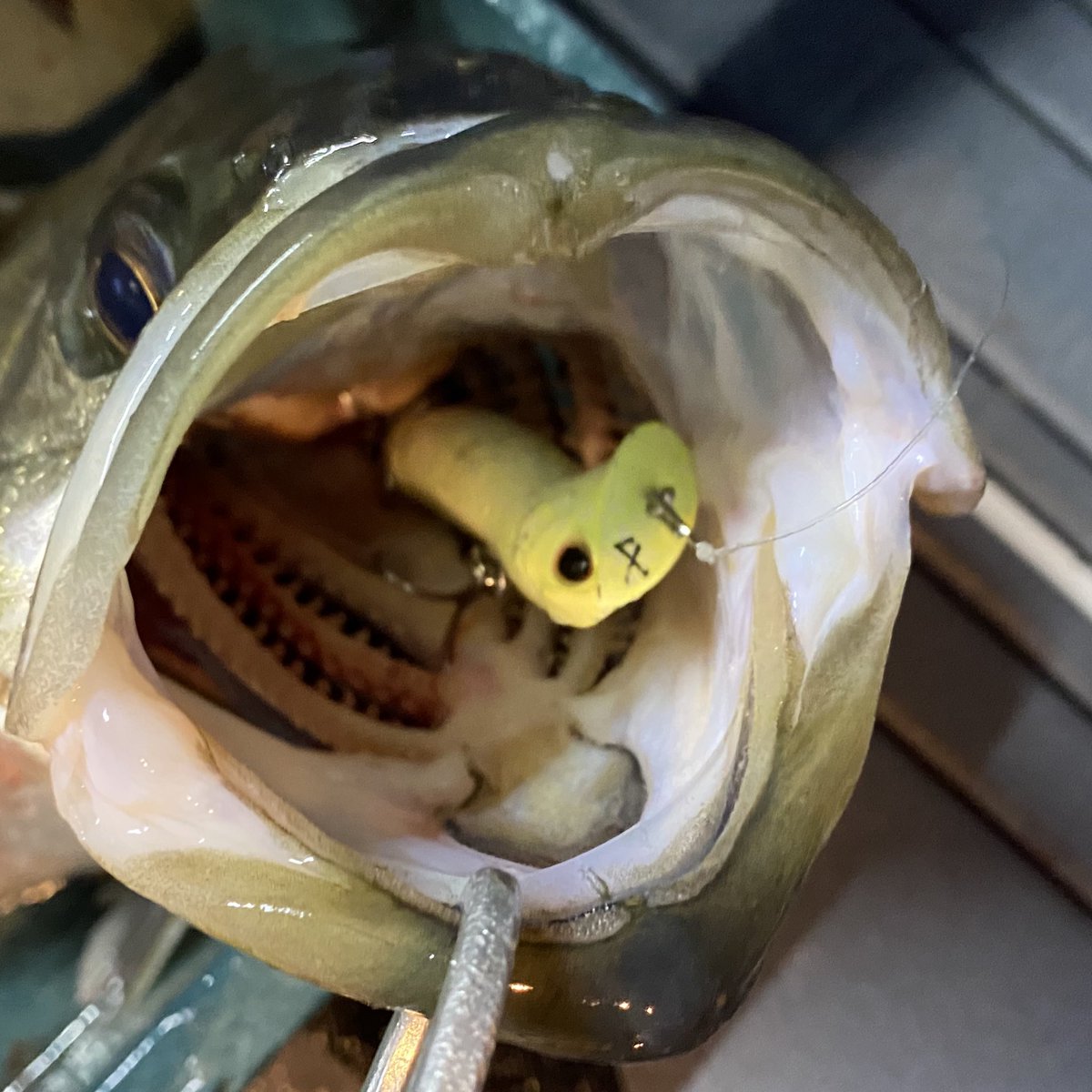 sugistar's tweet image. 昨夜は世良キャプテンのGLORYへ。不安をよそに最初のポイントからバクバク。船中200本overは出来過ぎの釣果！ ちな、メトムやばいです。10連続キャッチしてました（10以上は数えなかった。キャプテンありがとうございました。
#GLORY 
#メトムやばい 
#世良勇樹 
#ダイワ