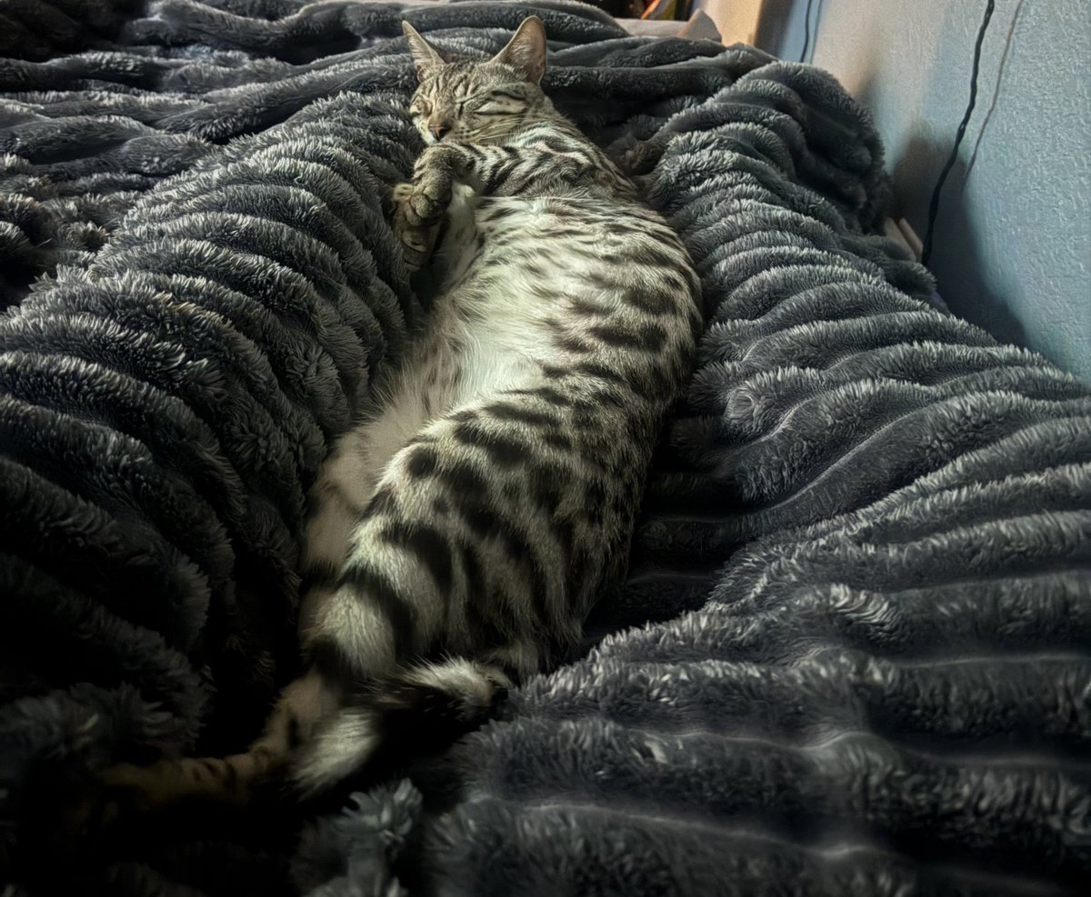 Vaitamins's tweet photo. How does one leave bed when I wake up to this 🥺 https://t.co/clvJ4ae0D5