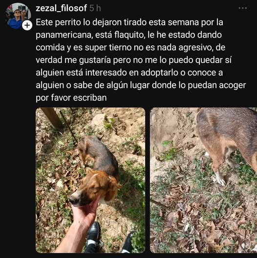 Adopción está belleza, Lo dejaron abandonado en la Panamericana... caso de terceros...
