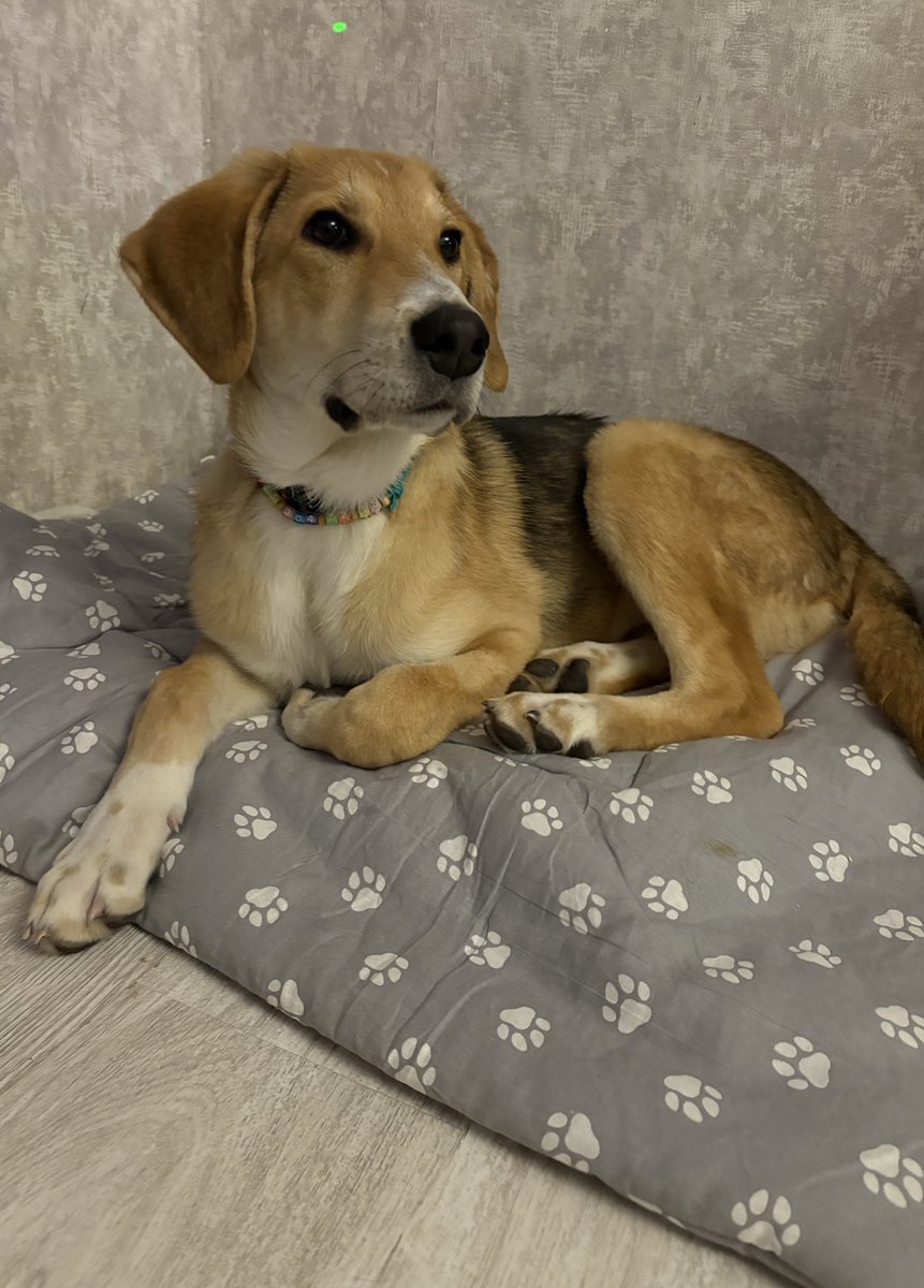 Ольга Шанцер tweet media