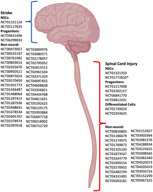 STEM CELLS Translational Medicine tweet media