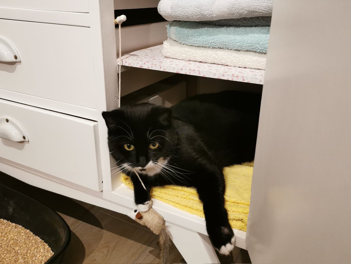 GerardL50's tweet image. Reclus ds sa CELLULE, il purge sa peine de PRISON de 21 jours, prononcée par le tribunal vétérinaire 😒

21 jours sans sauter, sans courir et sans escaliers. 

C'est le tarif &amp;gt; luxation de la patte.

Pour un aventurier acrobate comme #Billy, c'est la #prison 😞

@sylvie92958451