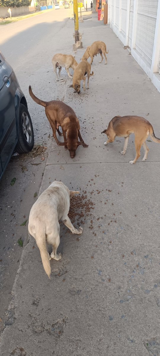 A veces me preguntó x que Dios me puso está misión de alimentar a los peludos en situación de calle...
Yo en realidad sufro cuando no puedo hacer jornadas de alimentación...eso me parte el alma 😔 nadie ni se imagina el dolor que esto me produce