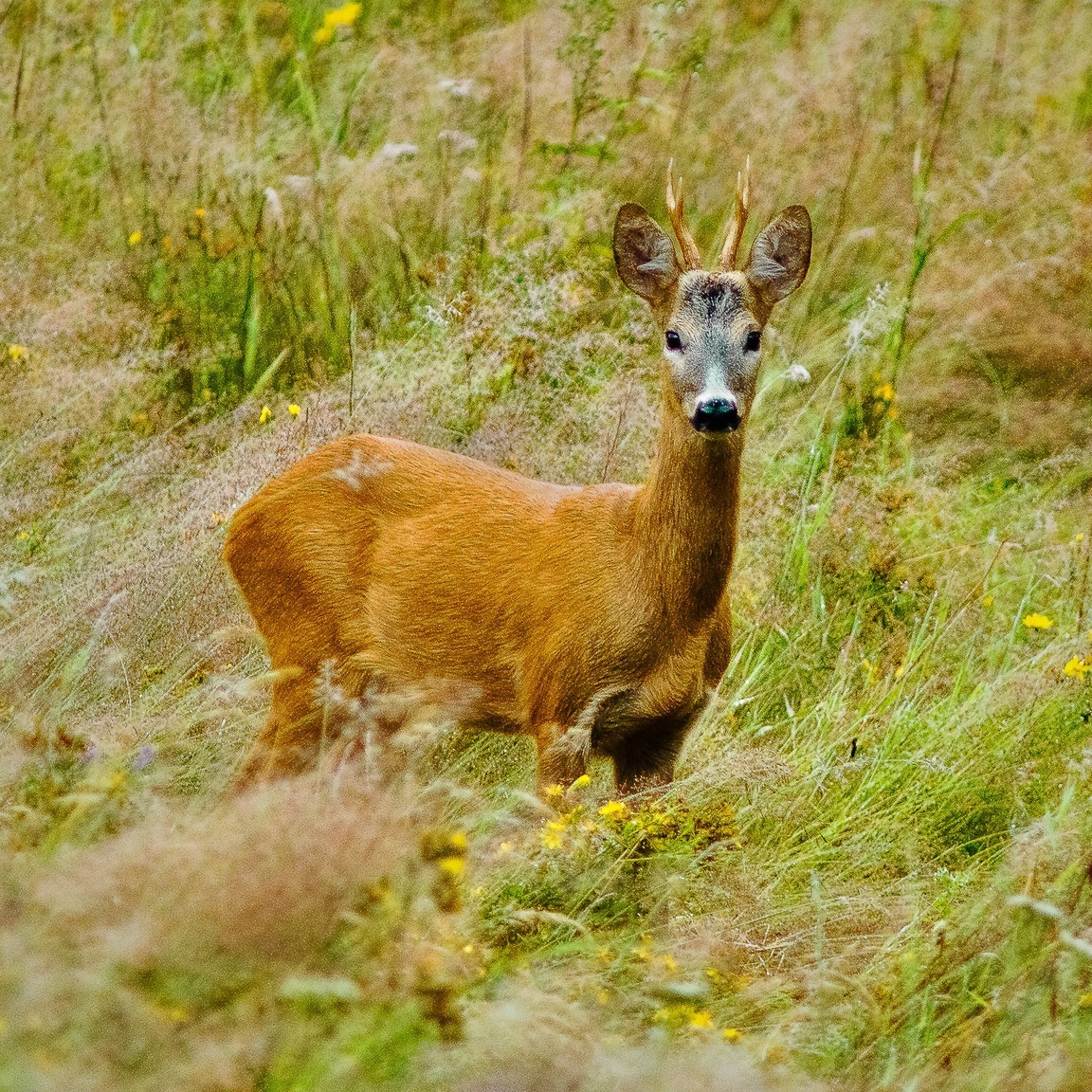 Plitvice Lakes National Park tweet media