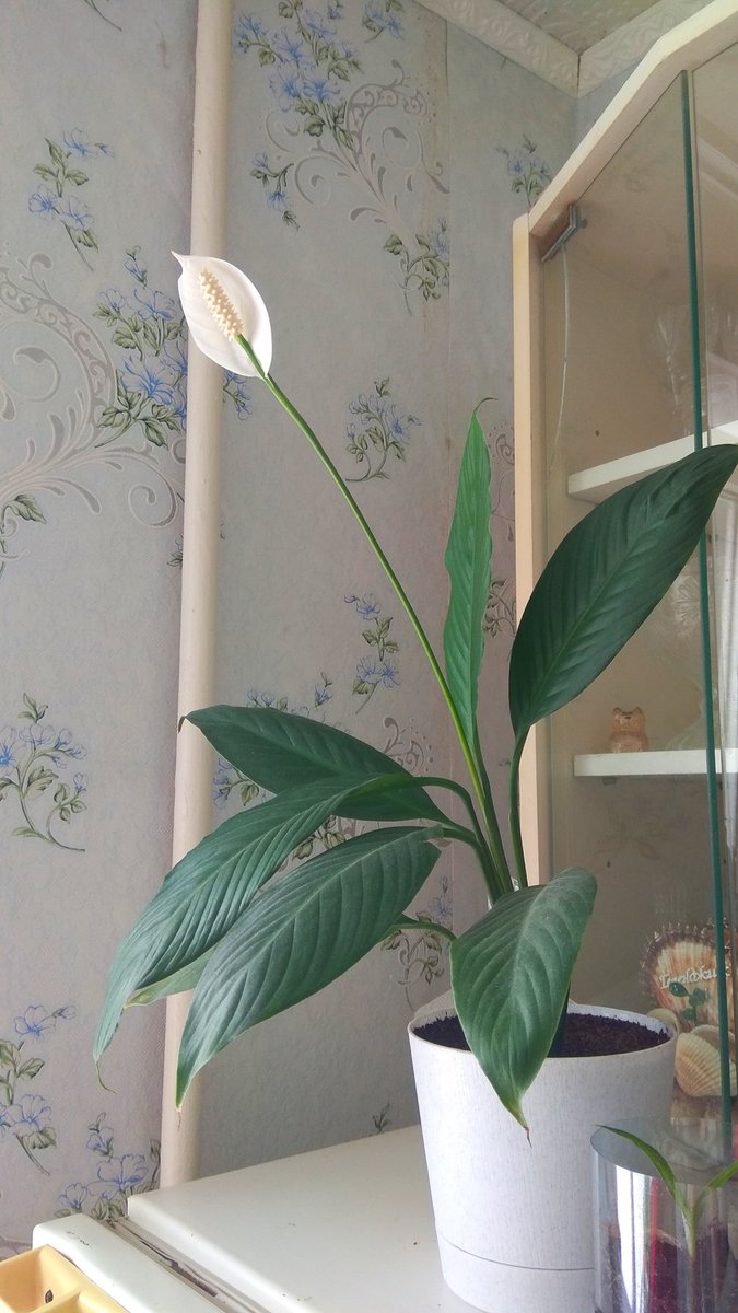 Saturn Ra 💖 tweet media