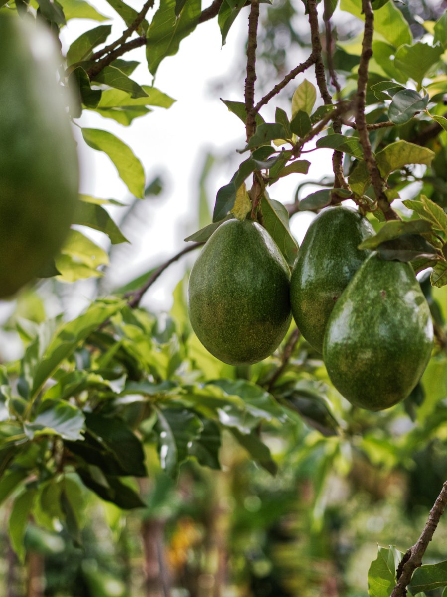 Dr. Kasenene tweet media