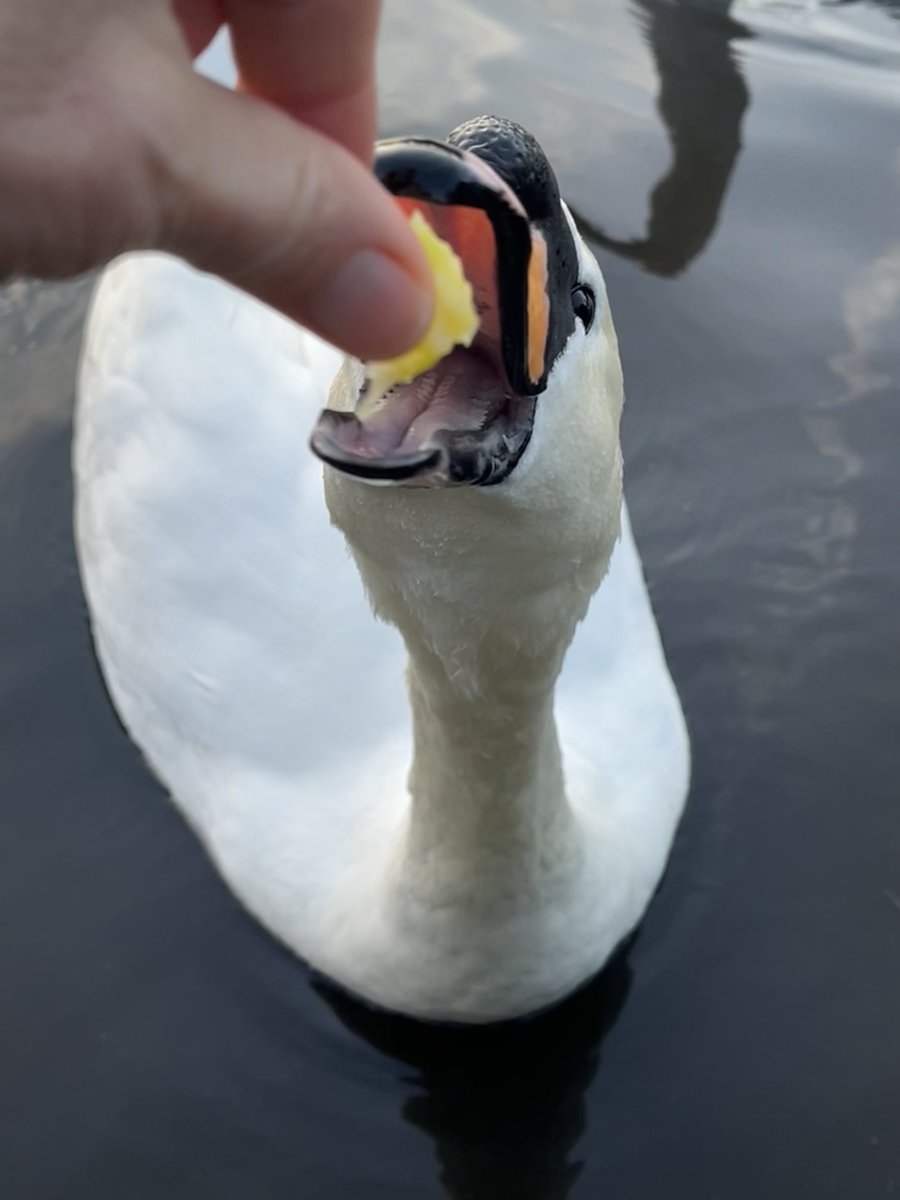 Monika Štedul tweet media